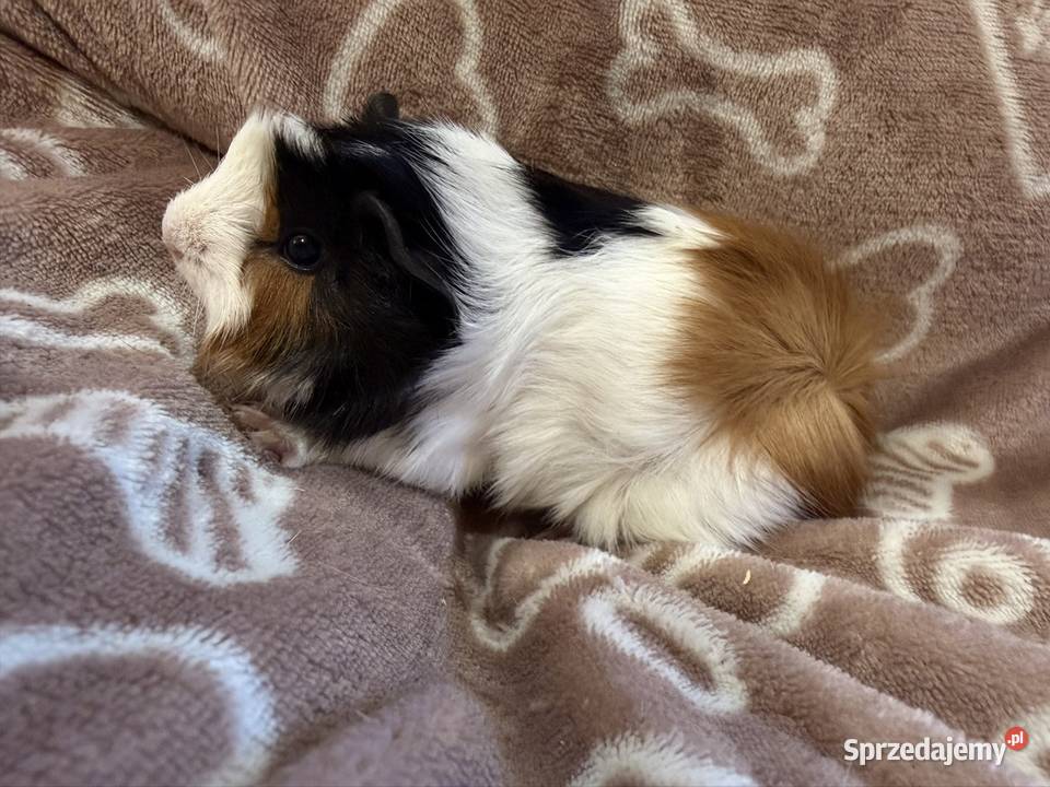 świnka morska cavia domowa SAMIEC Tarnów