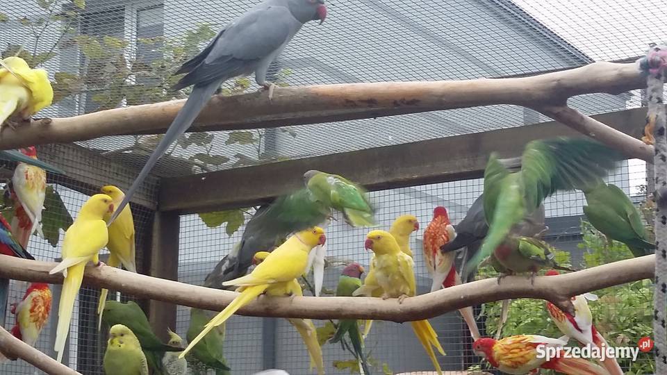 Aleksandretty Nimfy Faliste Nierozłaczki Rozele wielkopolskie