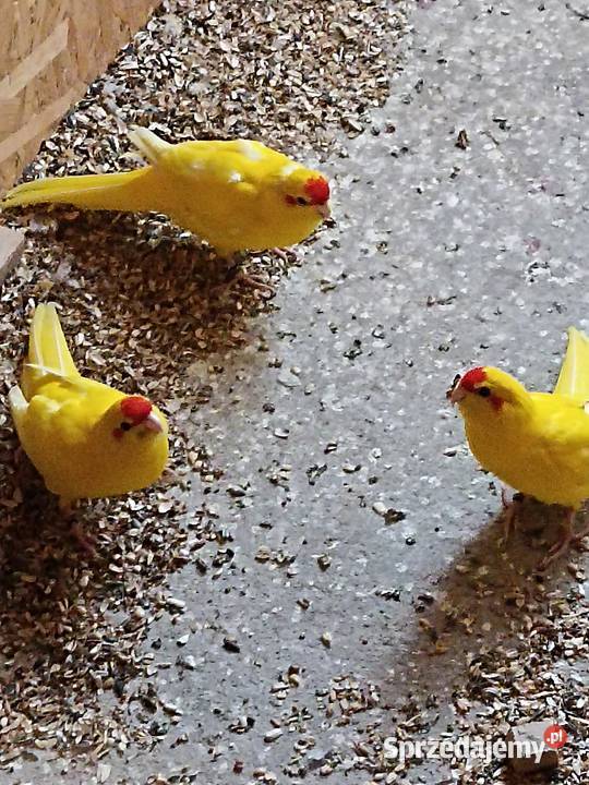 Sprzedam papugi rozelle królewskie aleksandretta Kobyłka