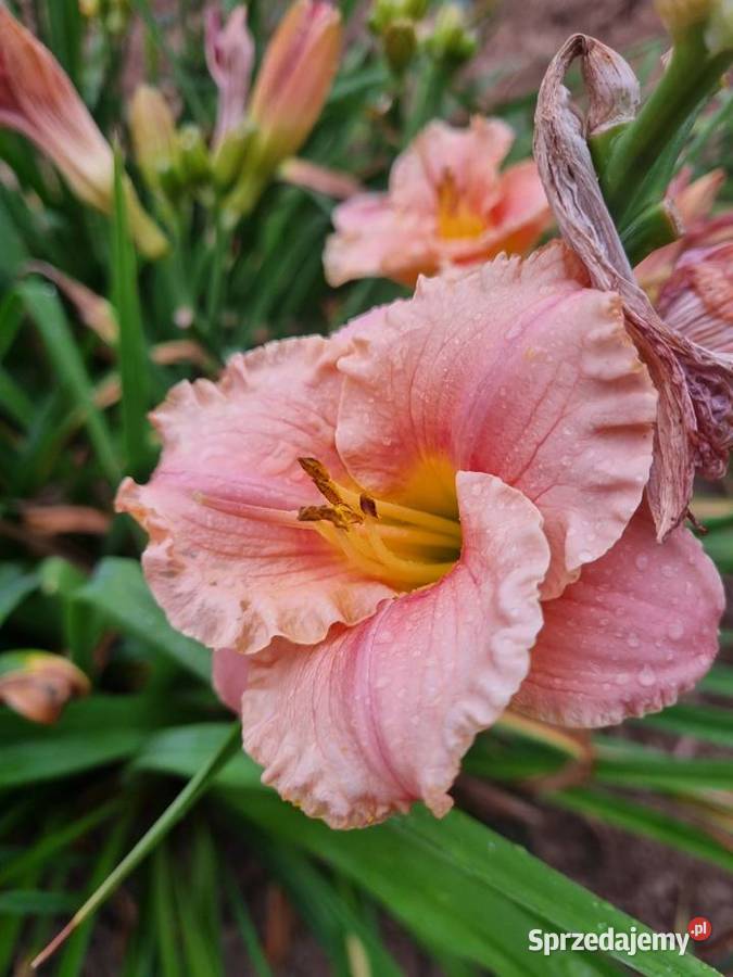 Liliowiec wiele Kolorów Lublin