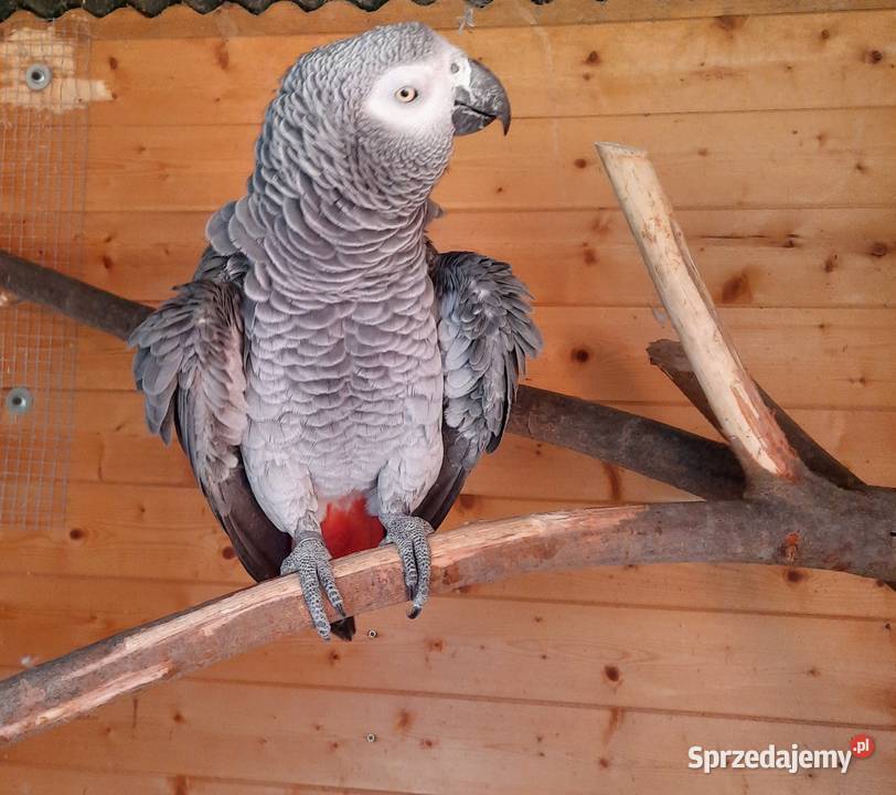 Sprzedam samca Żako Wieliczka