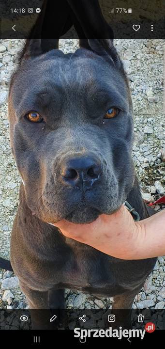Suka Cane Corso Stopnica sprzedam