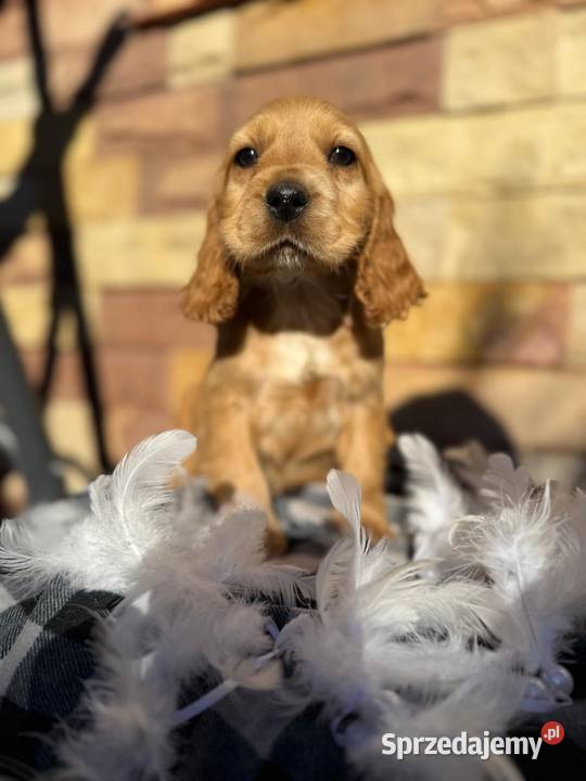 Śliczny piesek Cocker Spaniel Angielki Gold z sprzedam