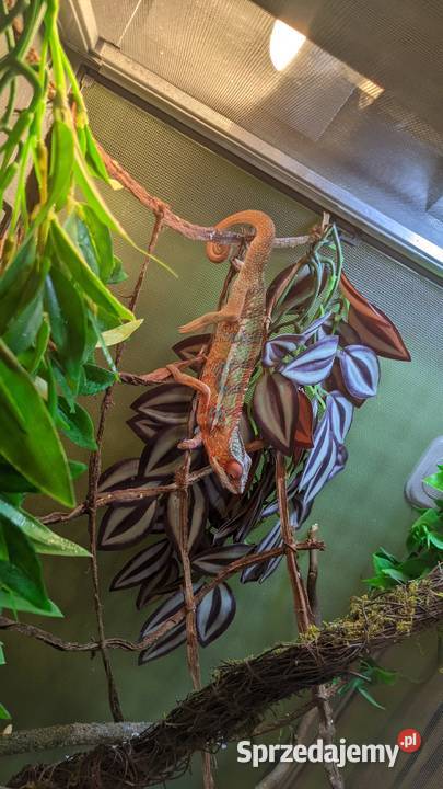 Kameleon Lamparci red samiec Krotoszyn