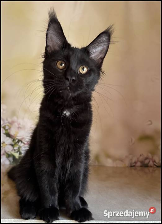 Koteczka Maine Coon Kraków sprzedam