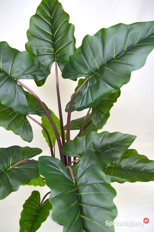 Alocasia sztuczne drzewko kwiat w donicy 150 kujawsko-pomorskie Wąbrzeźno sprzedam