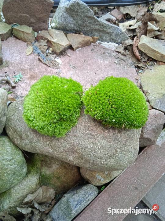 Mech kulki zielone żywemaleńkie