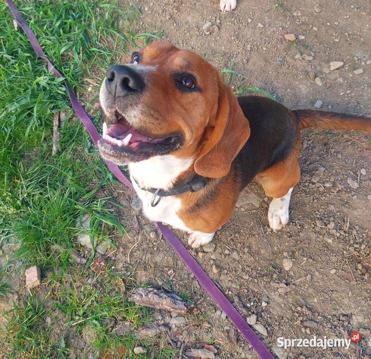 Dorosły piesek rasy beagle Sanok