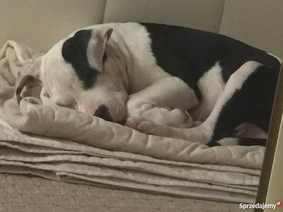 Śliczny Amstaff z rodowodem 4 miesięczny Marki
