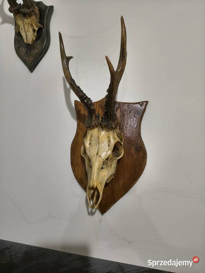 Rogi poroża ozdobne wielkopolskie Jarocin