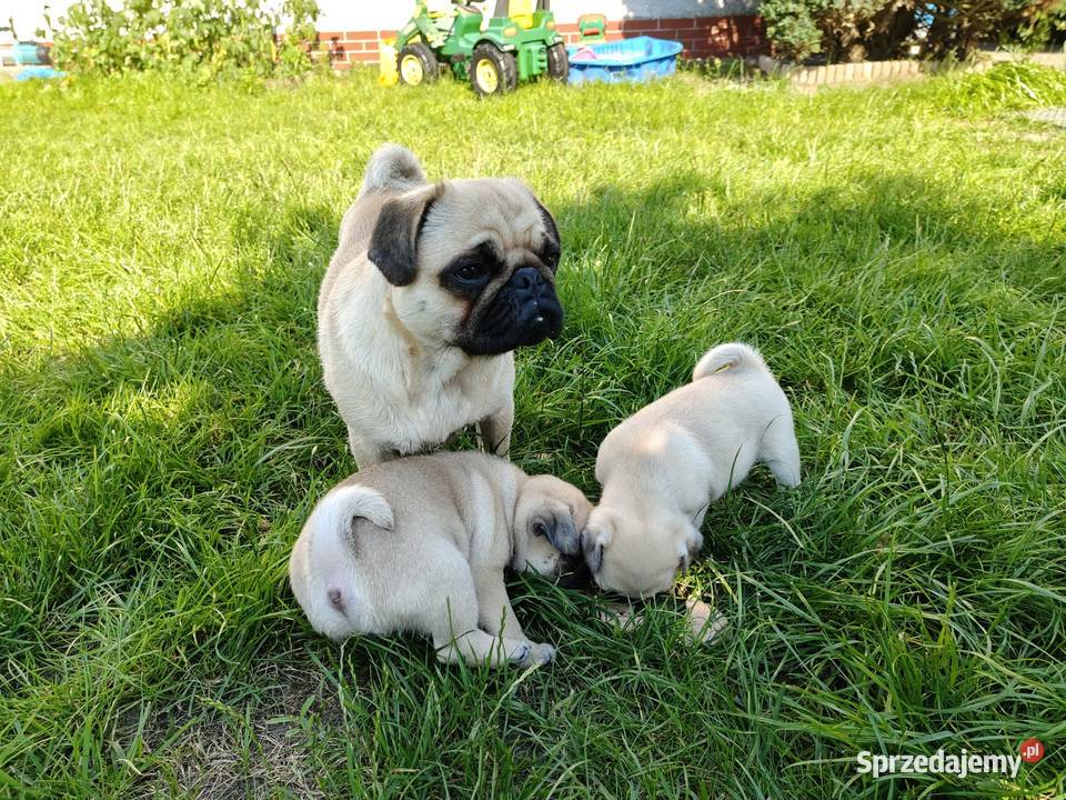 Mops szczeniak z rodowodem rasowy suczka i Mops Osielsko