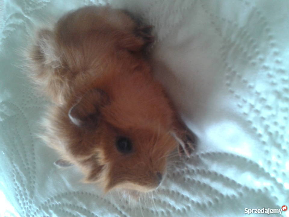 młode świnki morskie Pozostałe