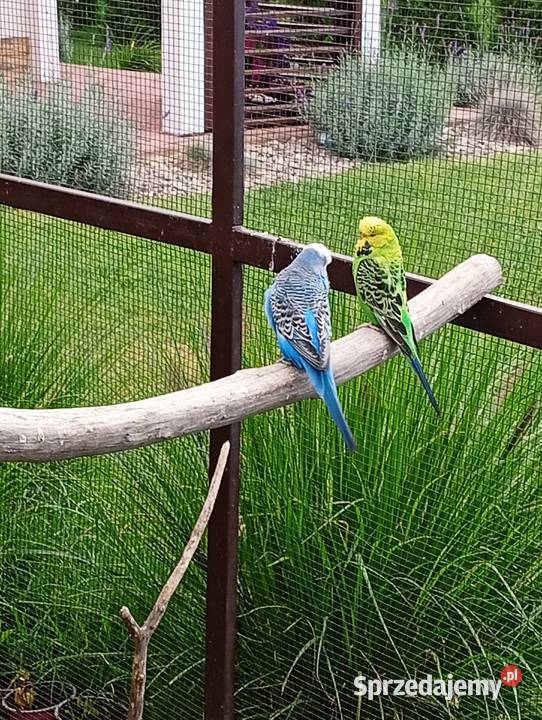 Papugi nierozłączki i rozelle Cierpisz