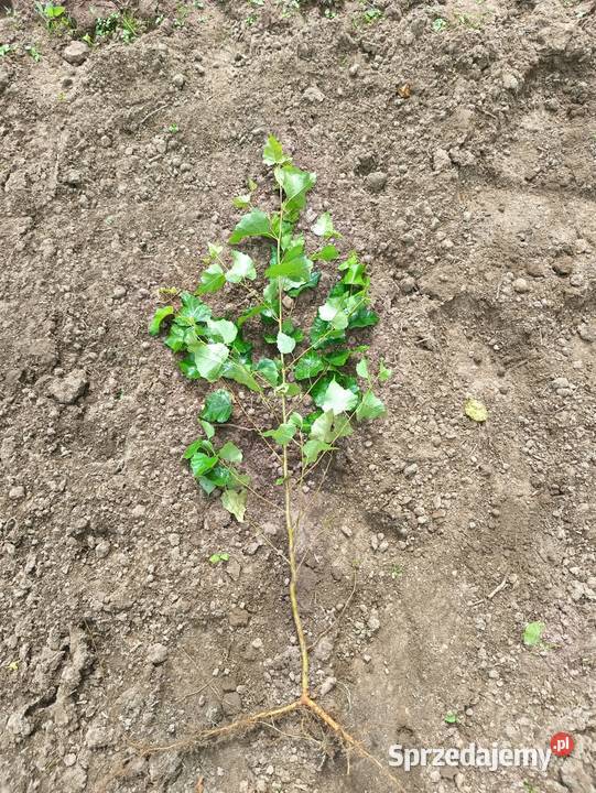 Sadzonki Brzoza brodawkowata 50 100 Sławno