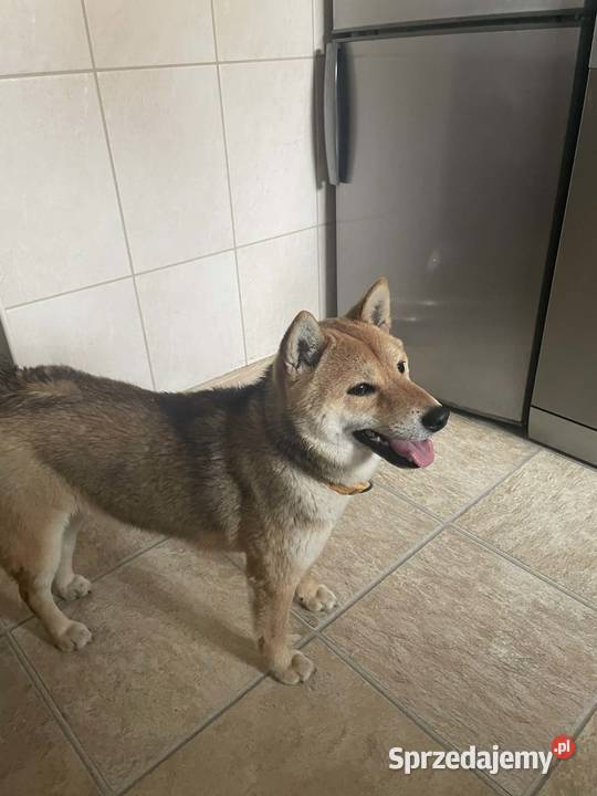 Oddam Suczkę Shibe Inu Stargard sprzedam