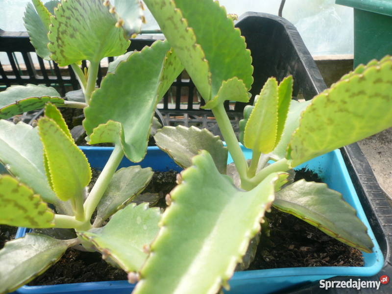 Żyworódka pierzasta lecznicza piękne rośliny eko