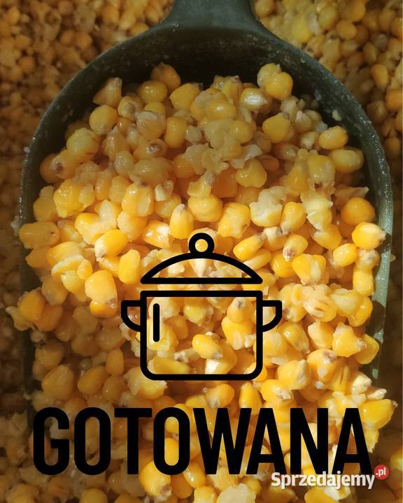 Kukurydza gotowana 1 gotowa do użycia Kostrzyn