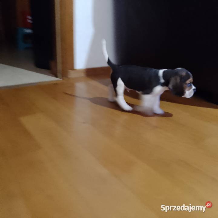Sprzedam szczeniaka rasy Beagle Kutno sprzedam