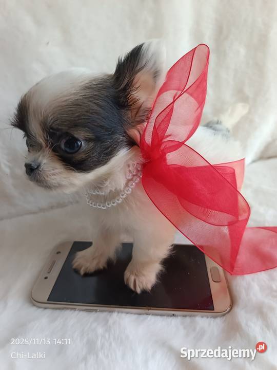 Chihuahua chłopiec samiec xxs dlugowlosy Inowrocław