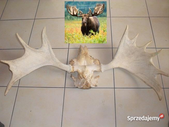 Poroże łosia Chrzanów