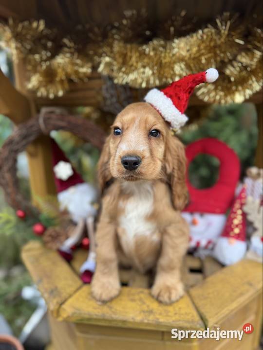 Śliczny piesek Cocker Spaniel Angielski złoty z Sandomierz