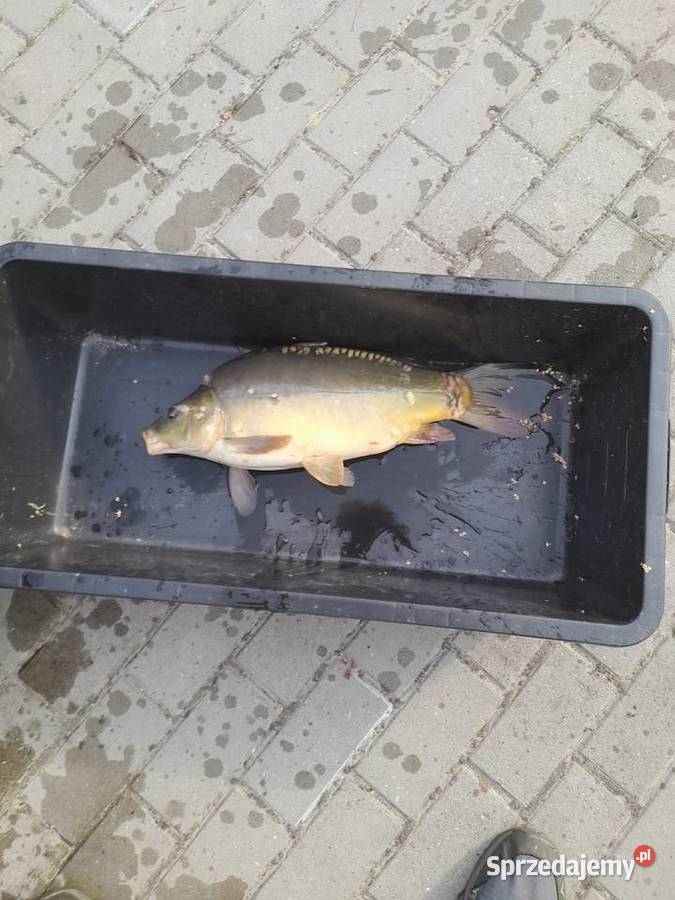 KARP JESIOTR PSTRĄG Konin sprzedam