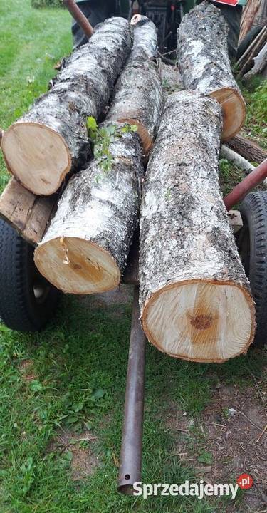 Brzoza kłoda pień klocek dłużyca drzewo drewno