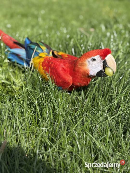 Ara macao samiec klatka Montana mazowieckie Sulejówek