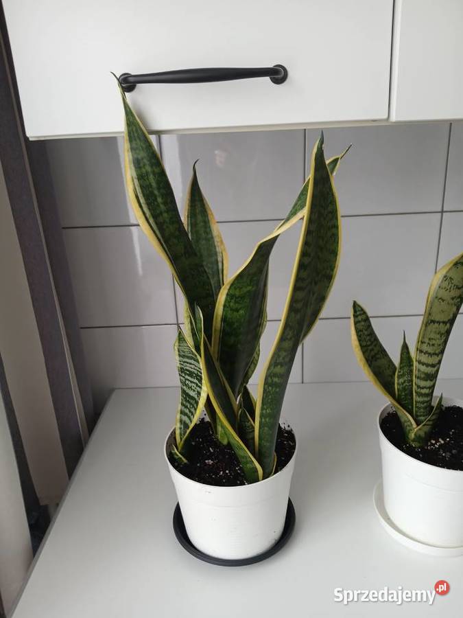 Sansewieria Futura Superba Sansevieria 57 Dom i Ogród śląskie Częstochowa