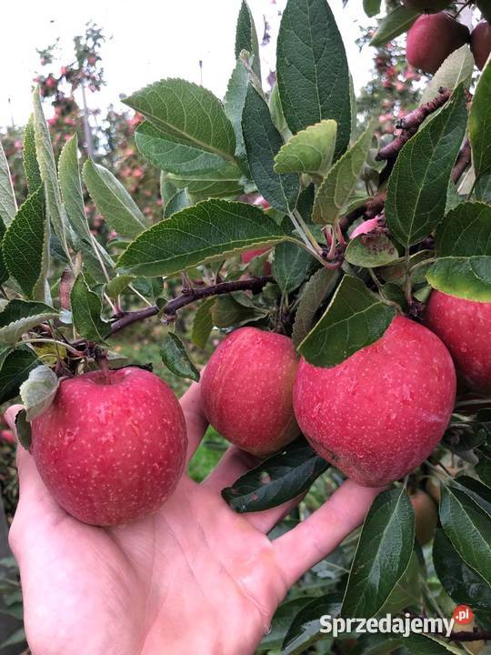 MEGA PROMOCJA Jabłka 2 prosto ze skrzyni