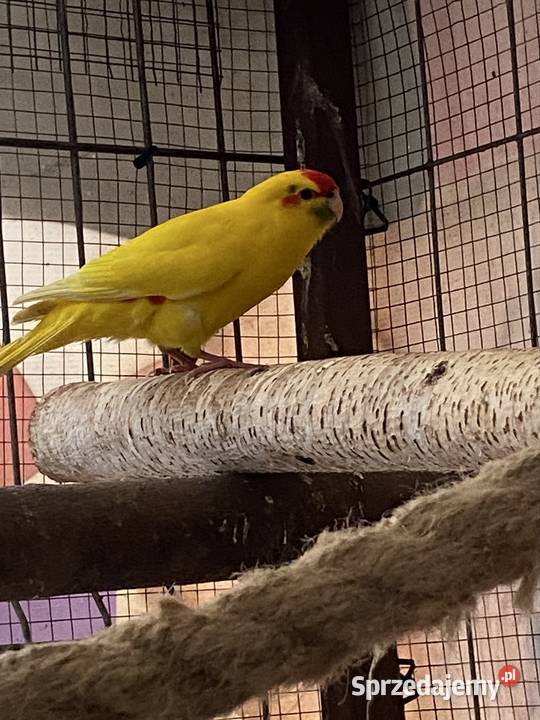 Sprzedam modrolotki kozy Ptaki Damasławek