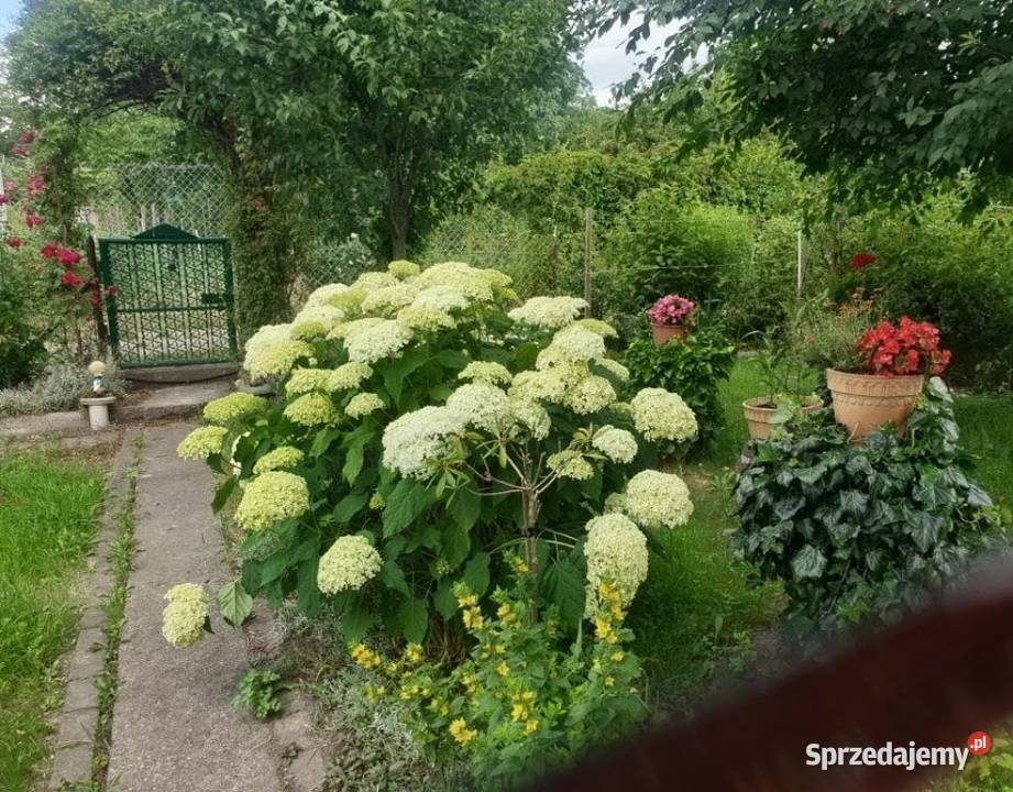 Działka ROD Bolesławiec dolnośląskie