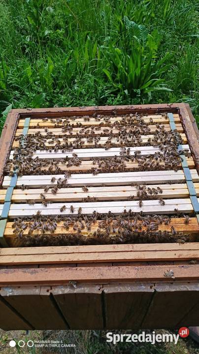 Pszczoły OdkładyRodziny pszczele z Matką Krainka Miody i produkty pszczele Racibórz