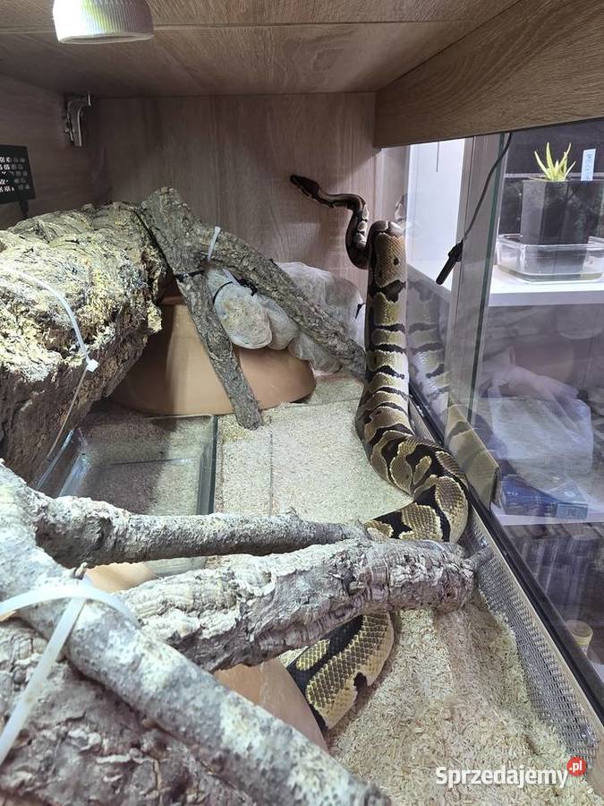 Pyton królewski terrarium dokumenty Warszawa