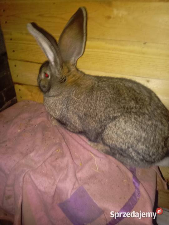 Sprzedam dwa samce olbrzymia belgijskiego Izbica-Wieś sprzedam