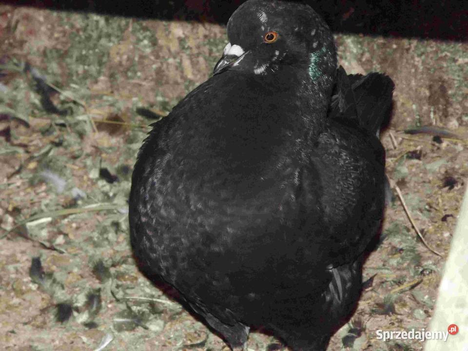 sprzedam gołębie Ptaki Podborze