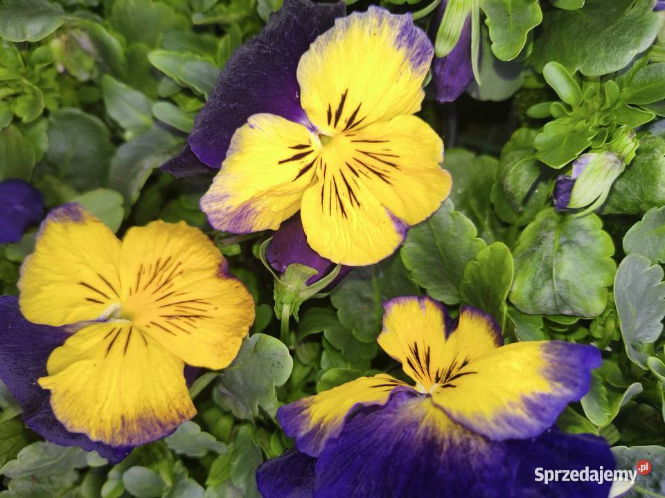 Sprzedam bratki Dziurów