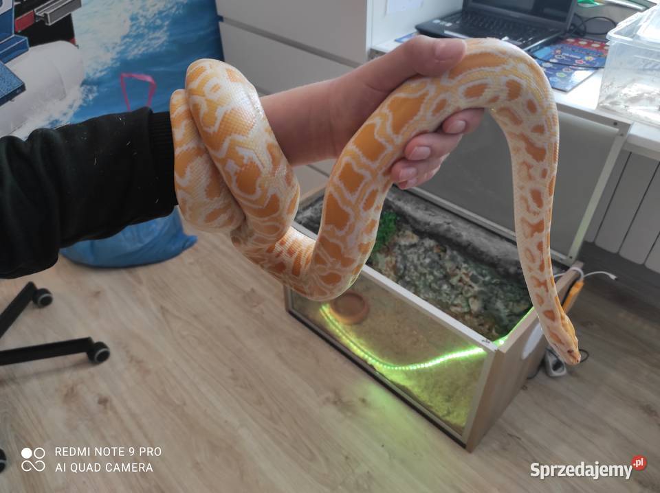 Pyton tygrysi samica roczna Gady i płazy
