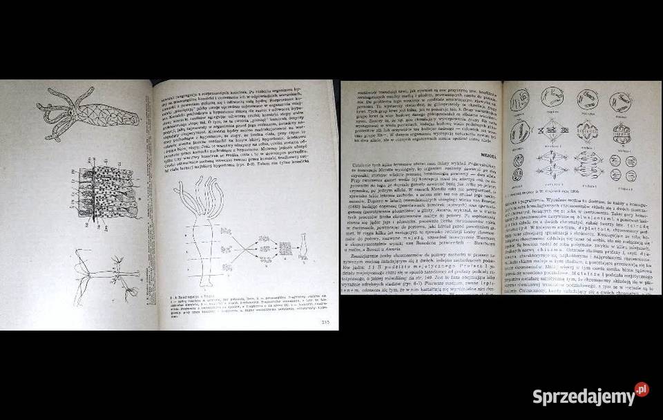 Podstawy biologii bakterii do człowieka W J Pozostałe Chełm