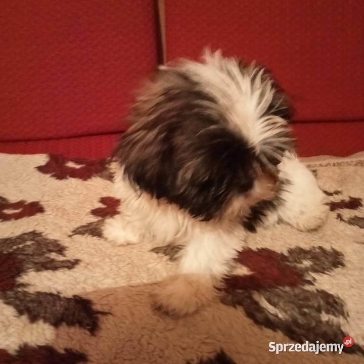 Słodziak shihtzu Shih Tzu Basonia