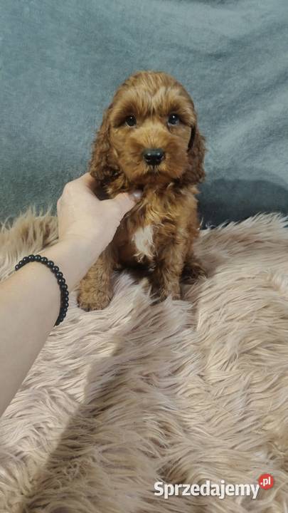 Szczeniak Cockapoo mazowieckie Warszawa
