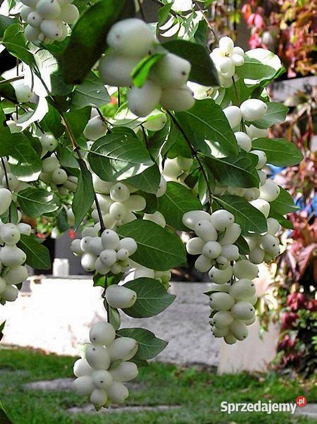 Śnieguliczka sadzonki pomorskie Lębork