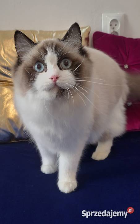 Kotka ragdoll 2 letnia zabiegu sterylizacji Wrocław