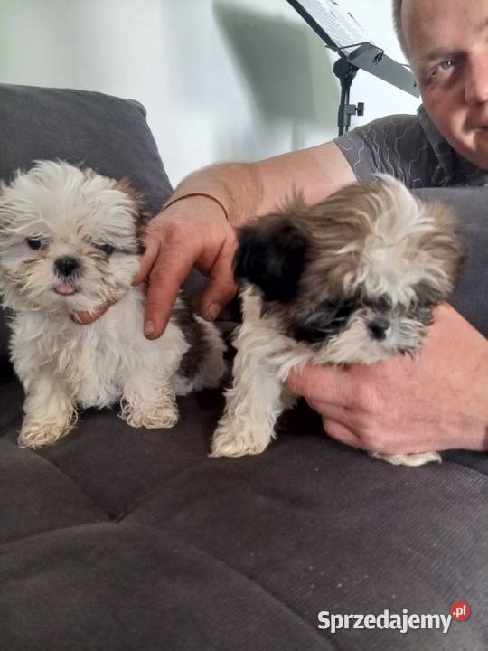 Shih tzu 11 tygodniowe Sychowo