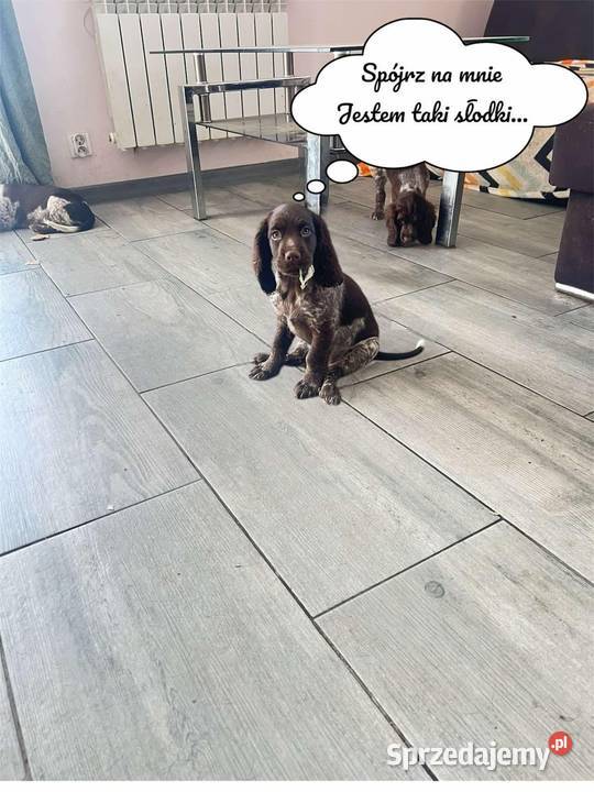 Szczenięta Polski Spaniel Myśliwski Warszawa