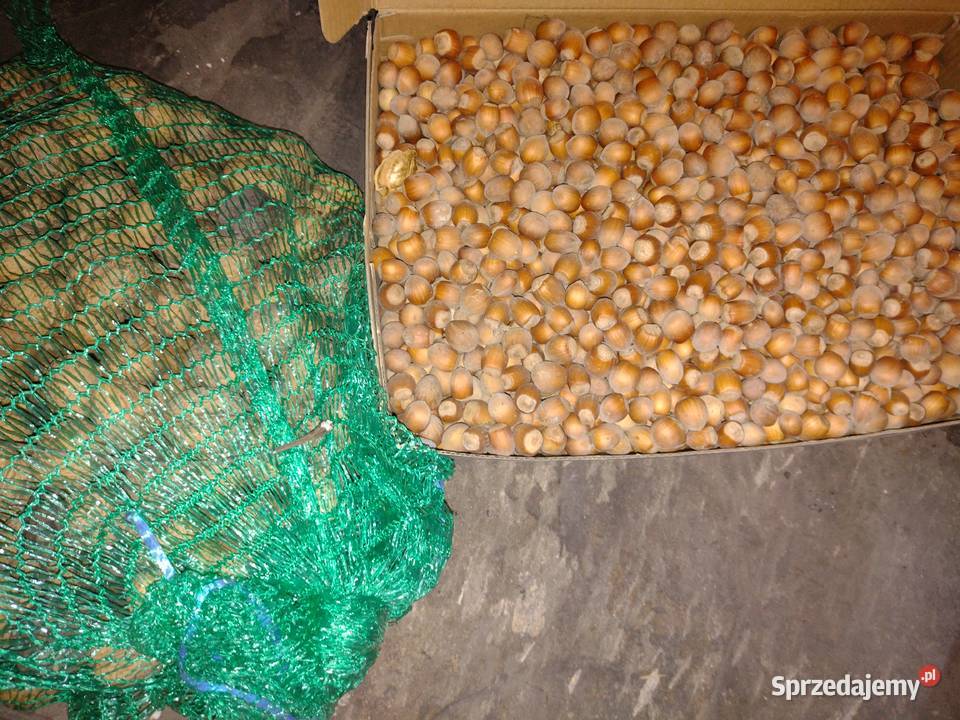 Orzechy laskowe i włoskie Dzibice