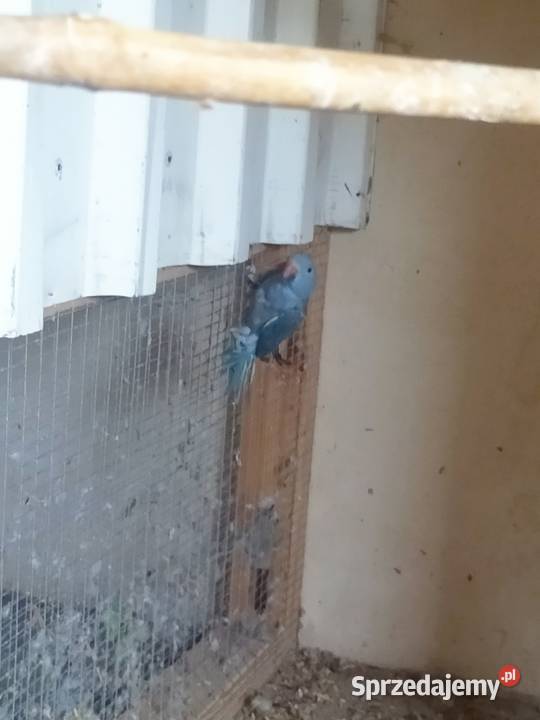 Sprzedam Aleksandręty wielkopolskie Rakoniewice