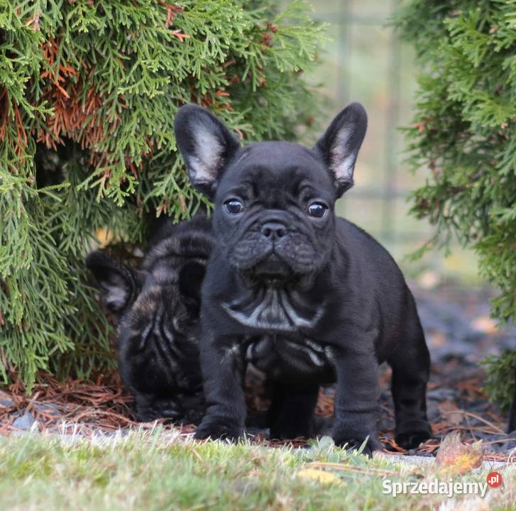 Buldog francuski piesek ZKwPFCI