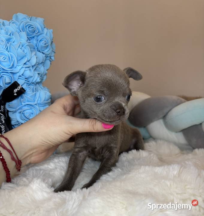 Chihuahua krótkowłosy piesek liliowy badania DNA Bełchatów