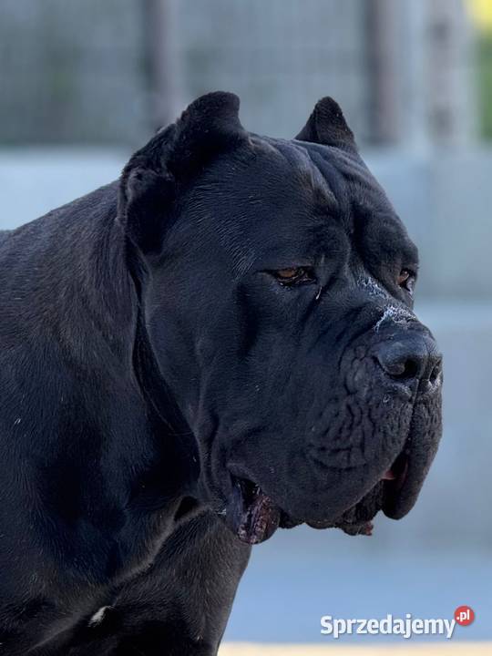 Czarna smoła suczka Cane Corso ZKwPFCI Kraków